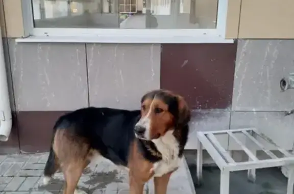 Собака на территории Белгорода