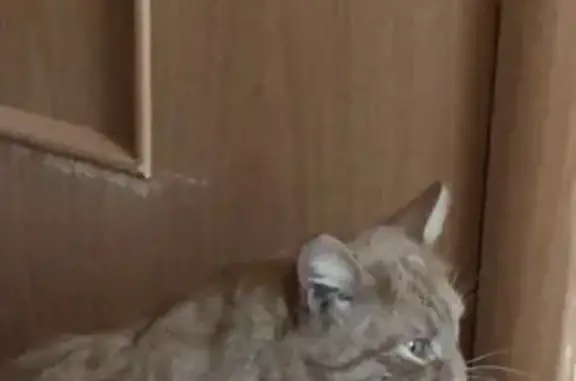 Объявления о пропавших и найденных животных, Ижевск, фото: Пропала кошка в селе Первомайский, Удмуртская Республика