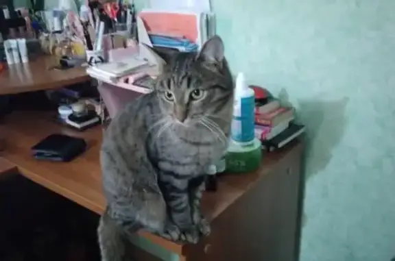 Найден чистый котик на ул. Мичмана Павлова в Чебоксарах