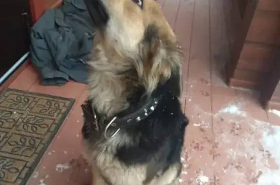 Найдена умная и ласковая собака в Пушкинском районе МО