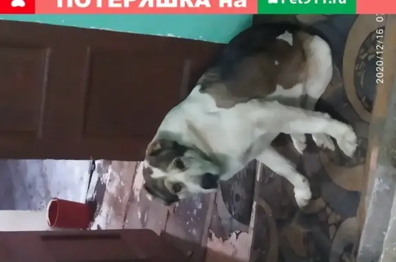 Найдена собака в Московской области, пос. Менделеево