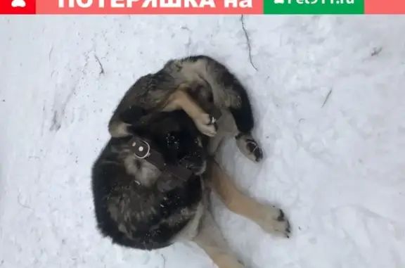 Найдена собака на Погонном проезде, Москва