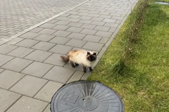 Найдена домашняя кошка на Новгородской 5 в Калининграде