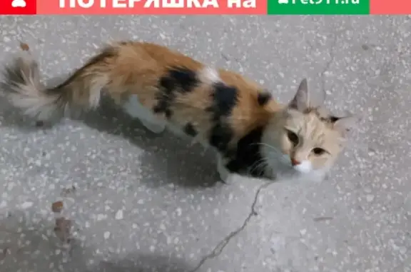 Найдена пушистая кошка в Волгограде