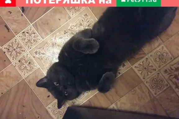 Найдена кошка в Ярославле, ищем хозяев.