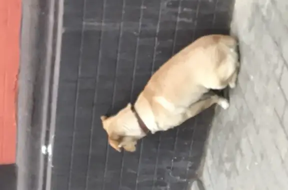 Потерянная собака у Культового Бара в Астрахани