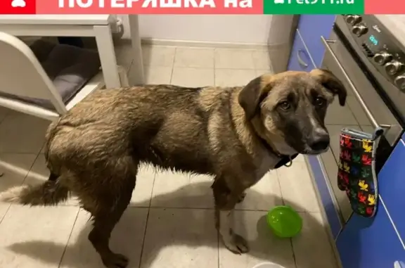 Собака найдена на Русаковской, г. Москва, девочка, домашняя.