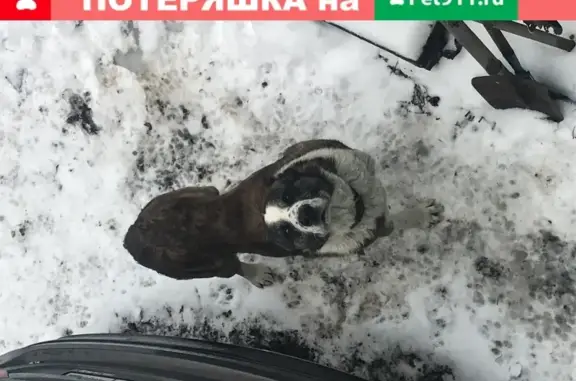Собака-кобель породы Алабай найдена на улице в Москве, нужны хозяев