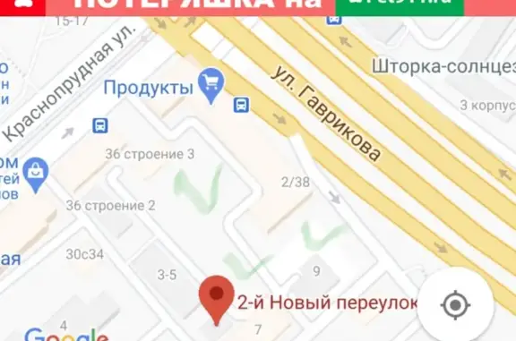 Собака без хозяина на Красносельской и Сокольниках, Москва