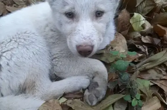 Найден беленький волчонок на Передовой, Краснодар