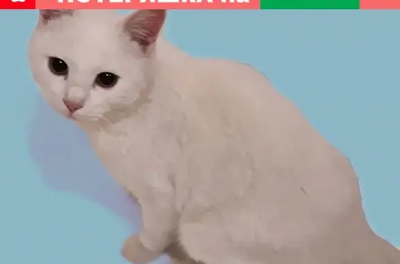 Пропал белый кот в Улан-Удэ