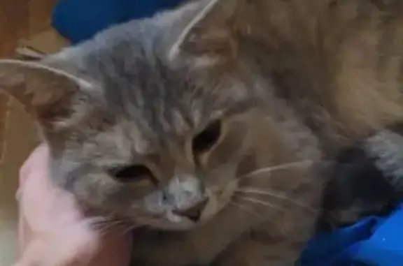 Найдена домашняя кошка-котенок в Южноуральске