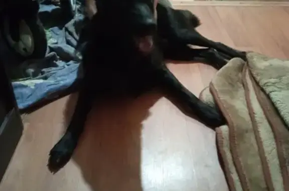 Найден чёрный пес в Москве
