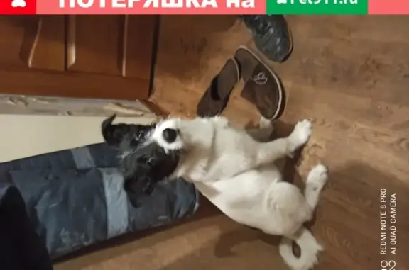 Найден щенок на ул. Орджоникидзе 21, помогите найти хозяев!