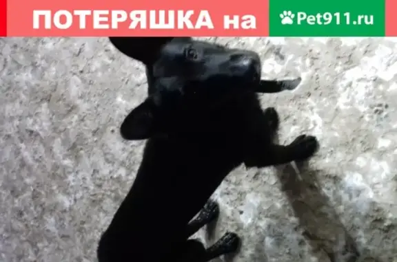 Собака найдена возле станции электричек Андроновка в Москве