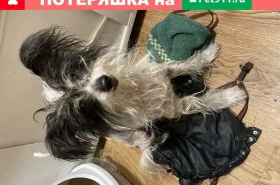 Собака-пуховик найдена в Мурманске