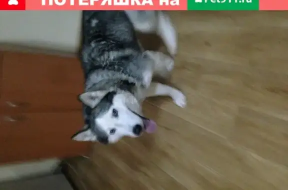 Собака ХАСКИ с раной, найдена в Сургуте, Россия