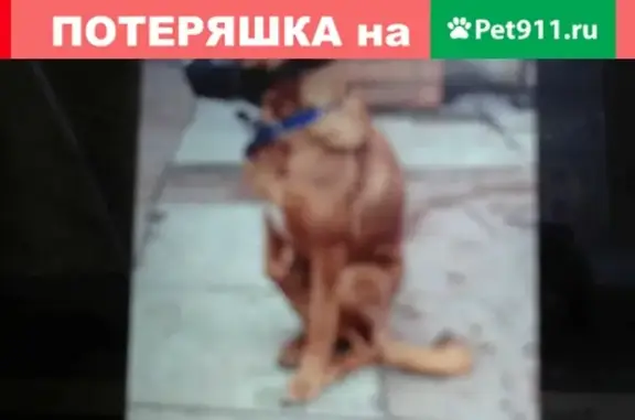 Найдена собака на Ивовой улице, Москва