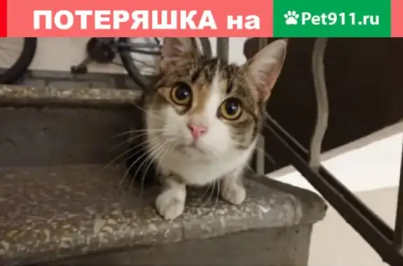 Найдена кошка на Бутырской, 17А