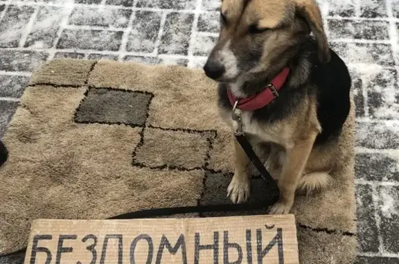 Найдена собака Нюта, ищет дом в Волгограде