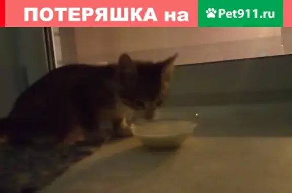 Котенок найден на Кузнечиха 2, Н. Новгород