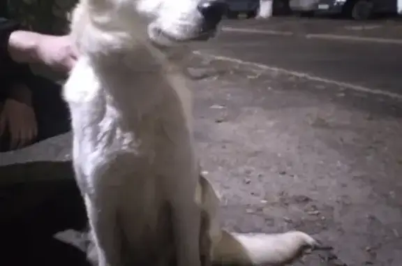 Найдена собака на улице Розы Люксембург, Таганрог