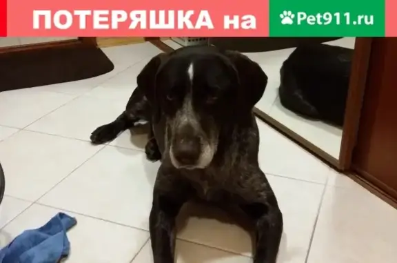 Собака Кабель найдена в Уфе на бульваре Ибрагимова