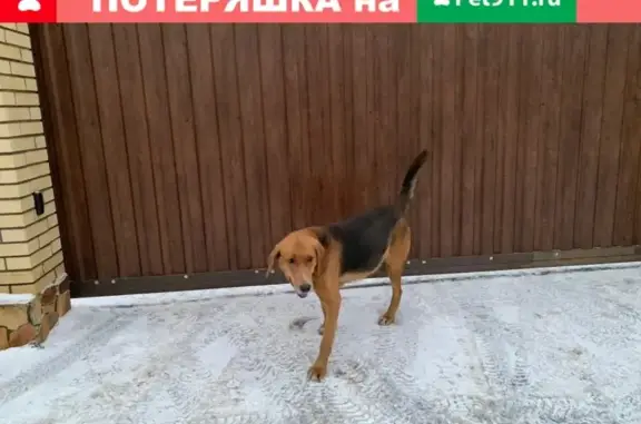 Собака найдена в Красногорске, деревня Михалково.