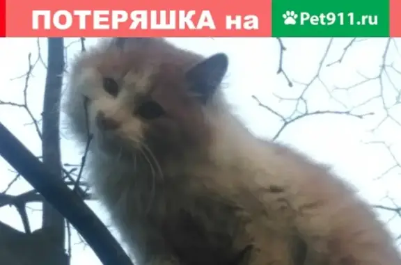 Найдена кошка на ул. Онежская в Калининграде
