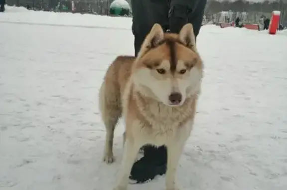 Собака найдена в Центральном парке им. Белоусова, Тула