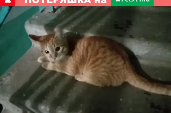 Кошка на ул. Калараш д9, Люберцы