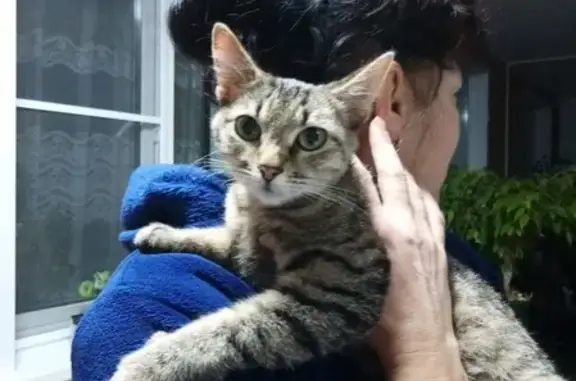 Найдена ручная молоденькая кошка в Ярославле