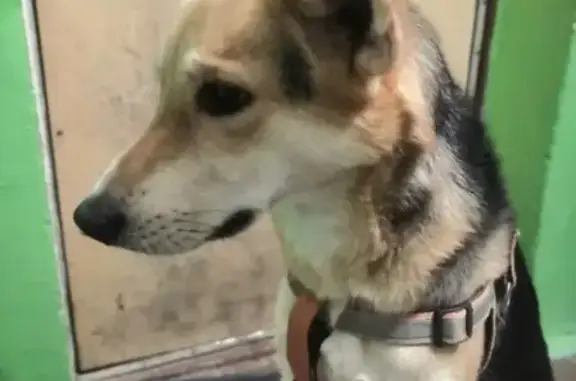 Найдена собака в Екатеринбурге (ул. Луначарского)