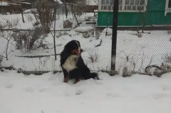 Собака найдена в поселке Крёкшино, Москва