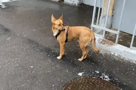 Собака найдена возле дома на 3-м Сетуньском проезде, 4.