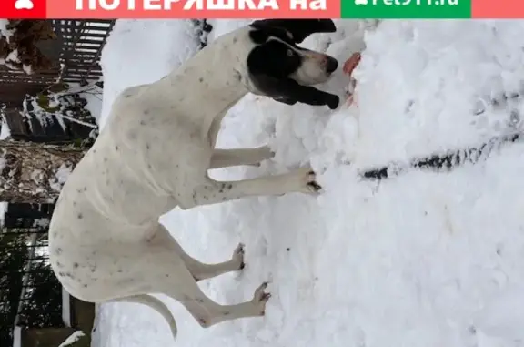 Найдены бегающие собаки в поселках Истринского района