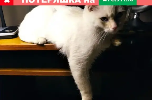 Пропала кошка Кот Симон в Нальчике