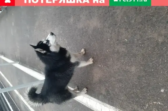 Собака-хаски найдена на пл. ЛЕБЕДЕВКА, заскочила в поезд в СПБ (Выборгский район)