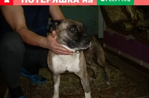 Найдена собака в Калуге, окрас коричневый с белым воротником, возраст около года.