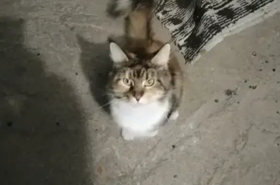 Найдена кошка похожая на Мей-кун в Хабаровске