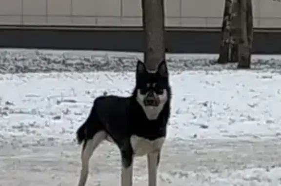 Найден молодой пёс в Москве!