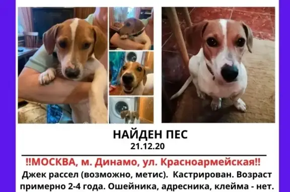Найдена собака в Москве, метро Динамо: Джек Рассел, возможно метис.