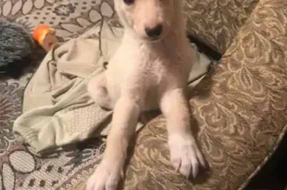 Потерянные животные Улан-Удэ, фото: Пропала собака 