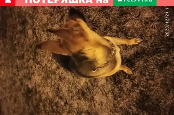 Собака на Петергофском шоссе ищет хозяина (СПб)