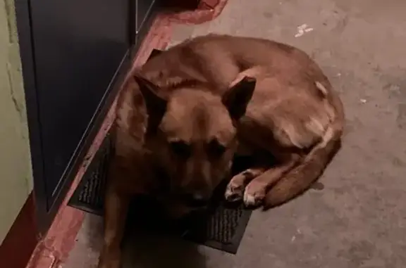 Найдена рыжая собака в ошейнике в Йошкар-Оле
