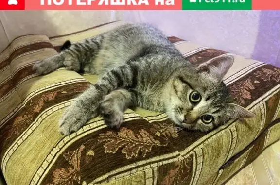 Найдена полосатая кошка на Амурской, 28