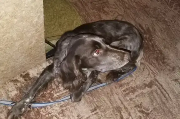 Найдена собака Cпаниель в д. Кокино, Каширский район