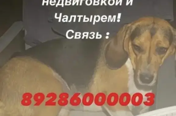 Пропала собака Бигль по адресу в Ростовской области, снт Родник, возможно на трассе.