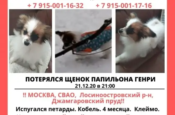 Пропал щенок Генри 21.12.20 в Москве, СВАО, Джамгаровский пруд!