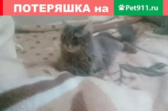 Найдена кошка на ул. По Мира, 41а в Томске